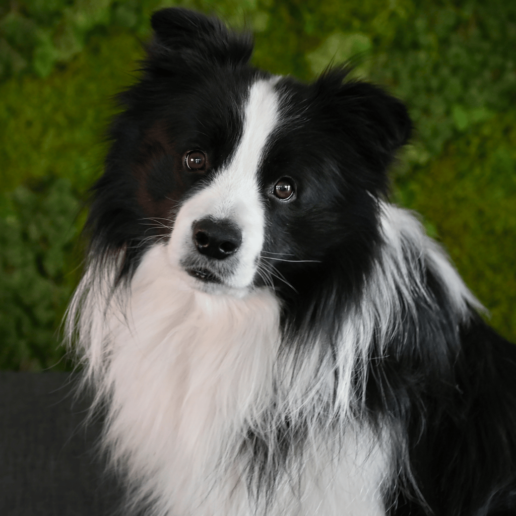 charlie - dog at Dekkers